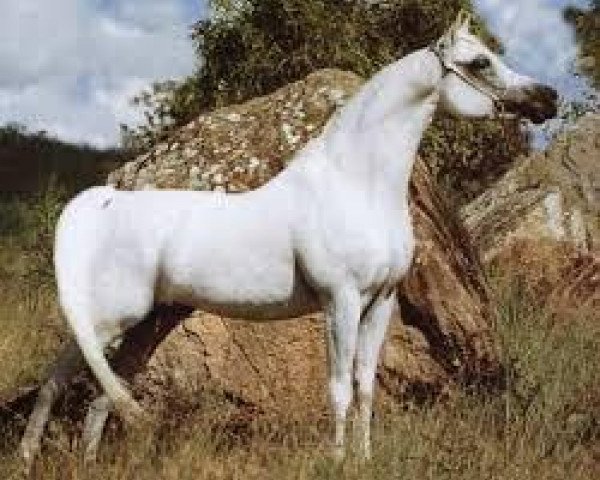stallion Anaza El Nizr ox (Arabian purebred, 1987, from Ruminaja Ali 1976 ox)