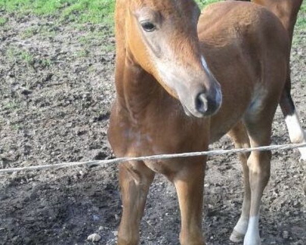 Pferd Tessa (Rheinländer,  , von Tadeus)