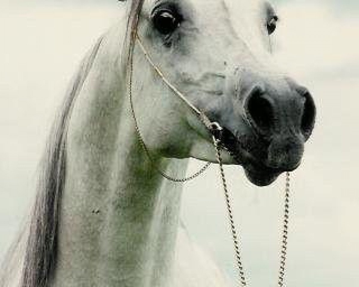 stallion Ansata Amir Zaman EAO (Arabian purebred, 1984, from Ansata Shah Zaman 1968 ox)