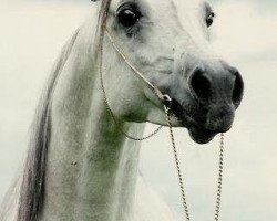 stallion Ansata Amir Zaman EAO (Arabian purebred, 1984, from Ansata Shah Zaman 1968 ox)