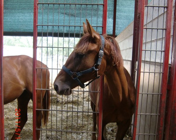 horse Tennessy (Rhinelander, 2009, from Tinka's Boy)