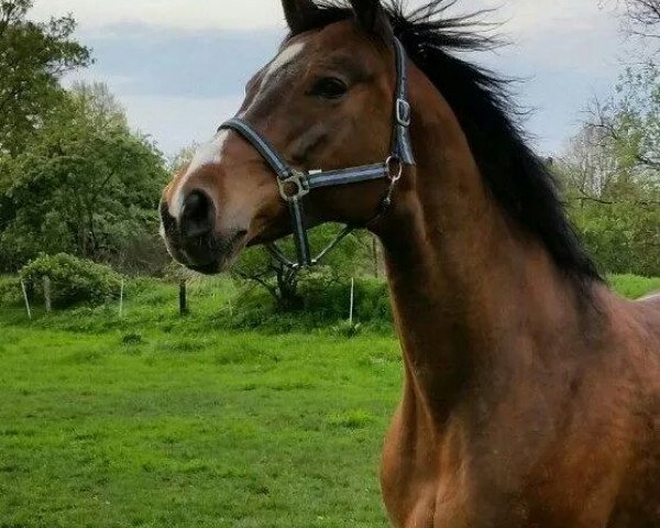 horse Special Effect (Hanoverian, 2000, from Silvio I) horse Special Effect (Hanoverian, 2000, from Silvio I)