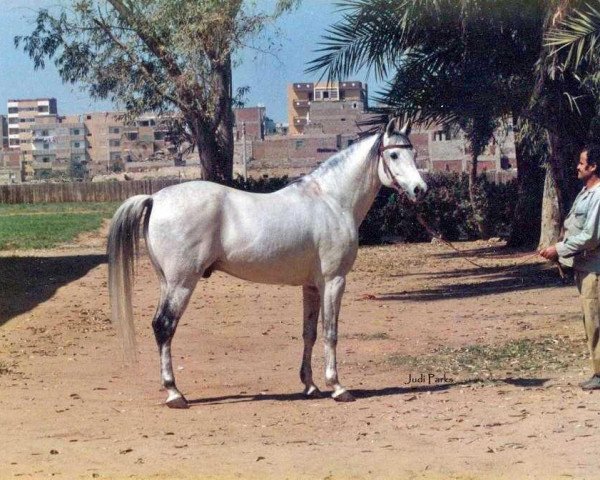 stallion Rahhal ox (Arabian purebred, 1978, from Aseel 1967 EAO) stallion Rahhal ox (Arabian purebred, 1978, from Aseel 1967 EAO)