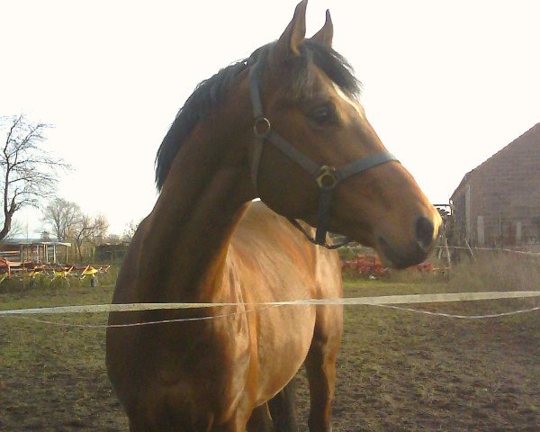 jumper Collin S (German Warmblood, 2006, from Collini)