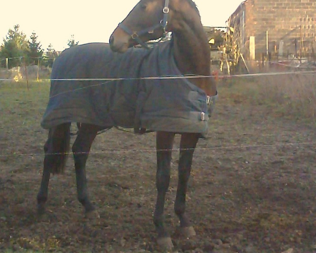 Pferd Sir don S (Deutsches Sportpferd, 2007, von Samba Ole)