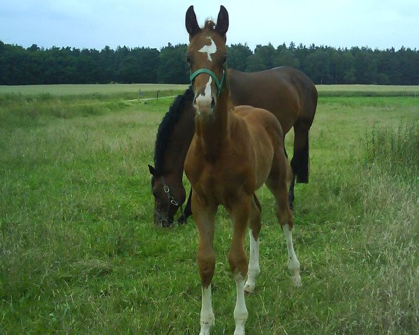 Pferd Quater Son S (Deutsches Sportpferd, 2009, von Quaterman I)