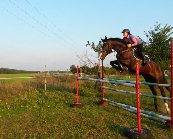 dressage horse Sir Henry (German Sport Horse, 2010, from Sir Calypso)