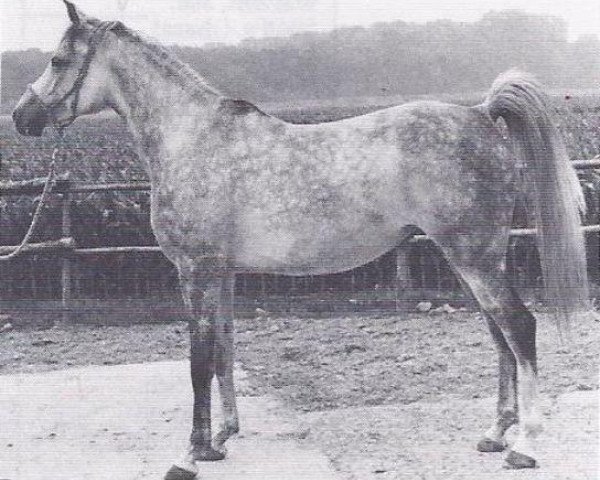 broodmare Mecca ox (Arabian purebred, 1972, from Mali ox)