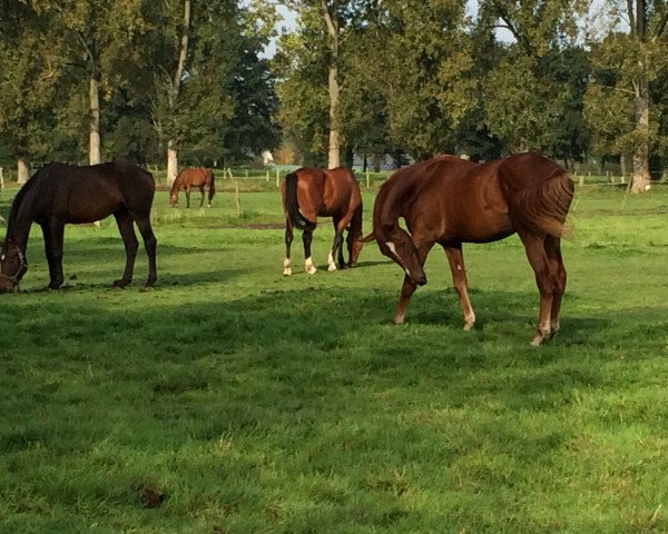 horse Excuse Me (Hanoverian, 2012, from Erasmus)