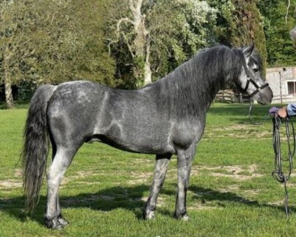 Deckhengst Dunlewey Rigmarole (Connemara-Pony, 1993, von Stradbally Bill)