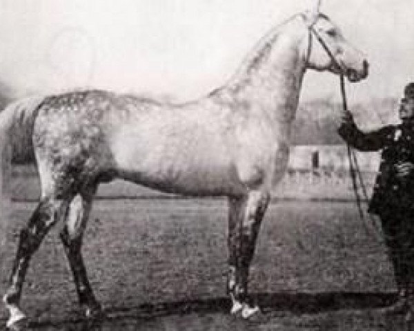 stallion Gardasee x (Arabian purebred, 1971, from Gazal)