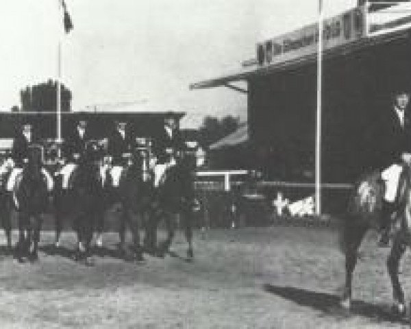 dressage horse Gretchen (Oldenburg, 2010, from Jason ox)