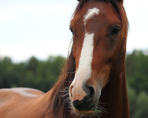 horse Spiderman 12 (Bavarian, 2012, from Swiss Made)