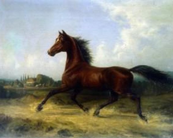 stallion Menkes Senner 177 (Oldenburg, 1846, from Brother to Rostrum xx)