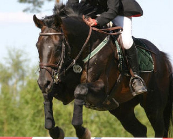 stallion Hopalong Cassidy xx STS (Thoroughbred, 1993, from Strong Statement xx)