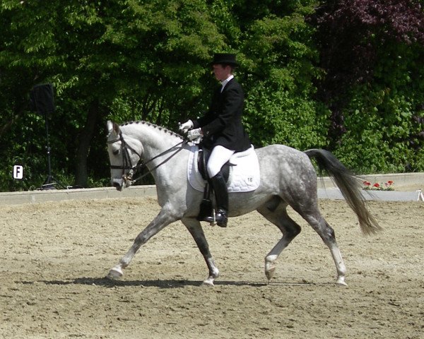 dressage horse Balu 372 (German Riding Pony, 2003, from Blind Date Mister)