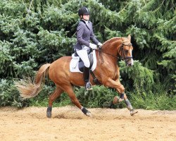 Dressurpferd Nemo Ih (Deutsches Reitpony, 2006, von Navajo)