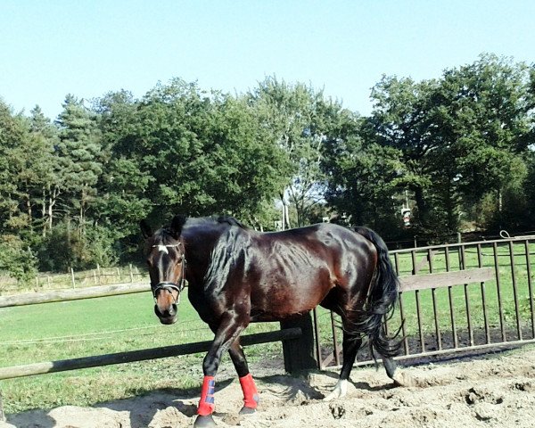 horse Chandra (Hanoverian, 2003, from Conteur)