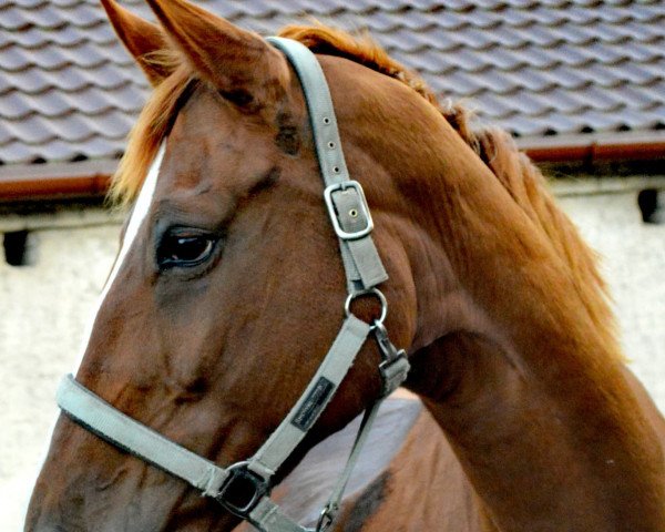 Pferd Donatella (Hannoveraner, 2013, von Don Marco 3)