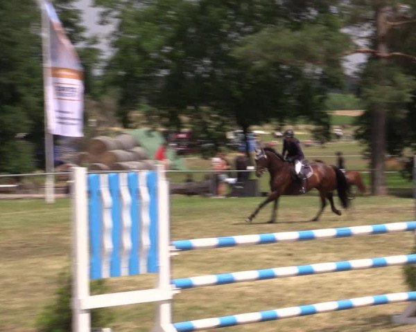 Reitturnier Niederwerbig 2021