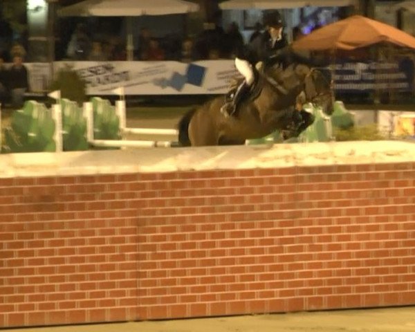 jumper Giga Star de Tiji (Belgian Warmblood, 2006, from Calvaro Z)