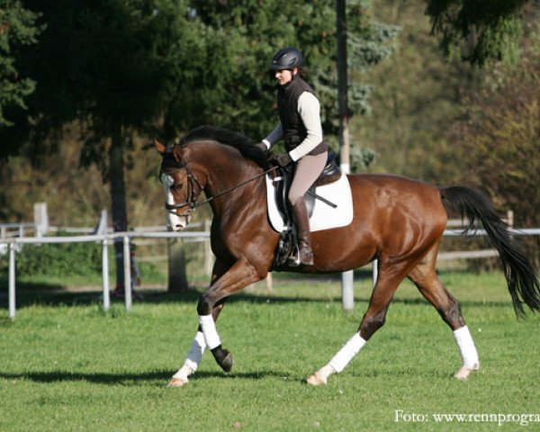 jumper Quirina Lee (Hanoverian, 2011, from Qualitaet 3)