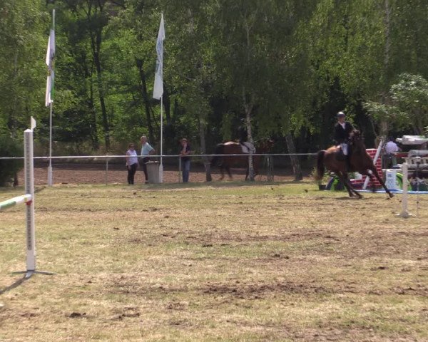Reitturnier Niederwerbig 2021