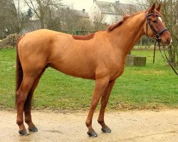 Springpferd Keep Cool 25 (Deutsches Sportpferd, 2005, von Kaiserwind)