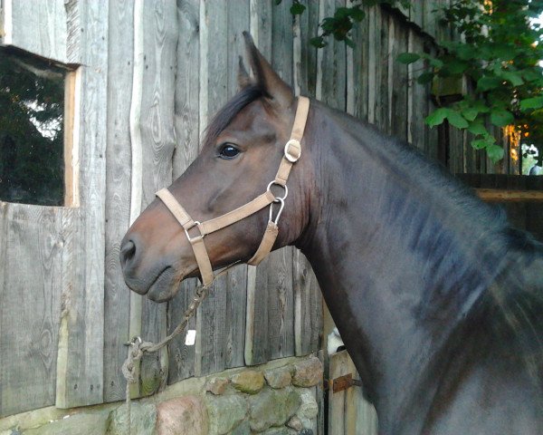 Pferd Rainbow (Deutsches Reitpony, 2009, von Merano)