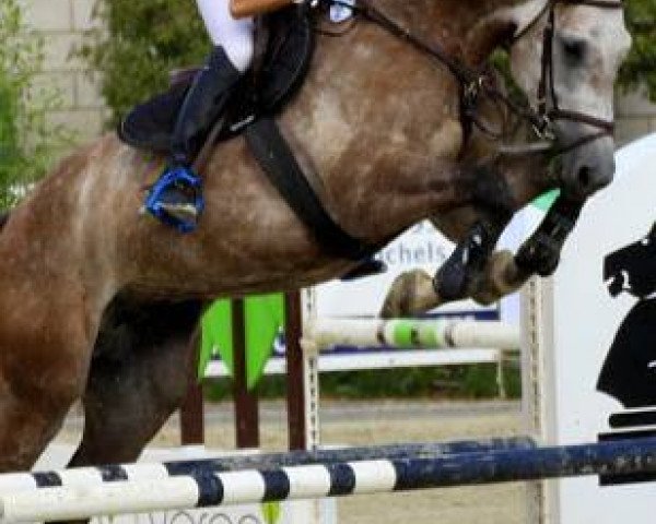 stallion Avalon 289 (German Sport Horse, 2007, from Abke 4)