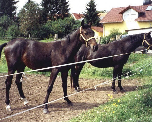 broodmare Peggy 673 (Brandenburg, 1996, from Capital) broodmare Peggy 673 (Brandenburg, 1996, from Capital)