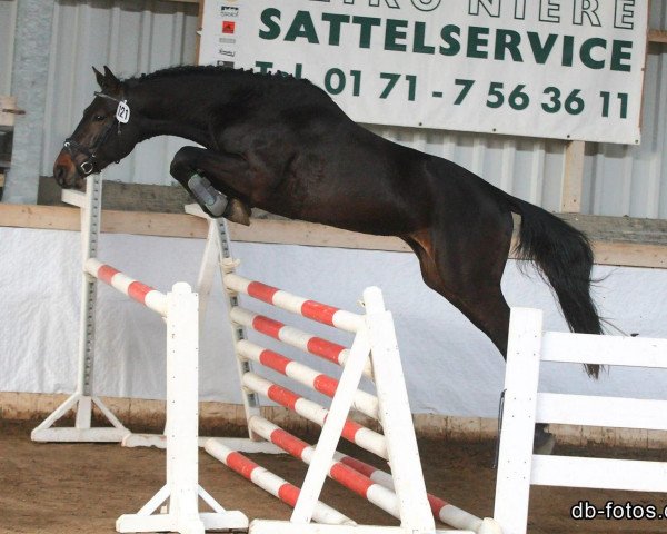 horse Laredo (German Sport Horse, 2010, from Auheim's La Quitol)