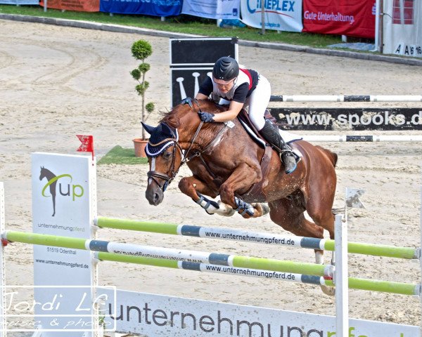 Springpferd Con la Mente (Mecklenburger, 2003, von Continue)