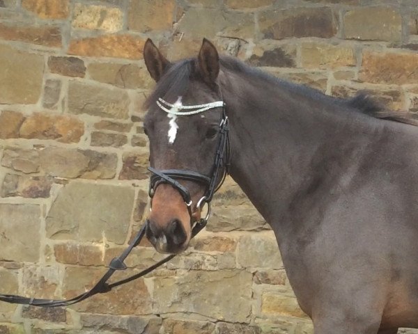 dressage horse Geronda (Nederlands Welsh Ridepony, 2012, from Orchard Wildeman)