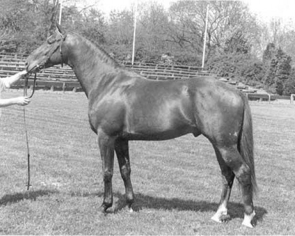 Deckhengst Havanna (KWPN (Niederländisches Warmblut), 1989, von Clavecimbel)