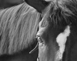 horse Don Durello (Westphalian, 1995, from Dimension)