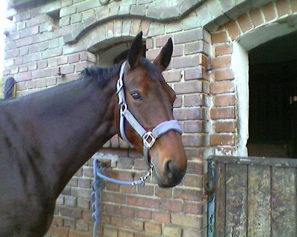 horse Labell 19 (Oldenburg, 1996, from Landor S)
