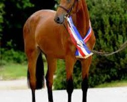 broodmare Zalotta (Holsteiner, 2007, from Loran)