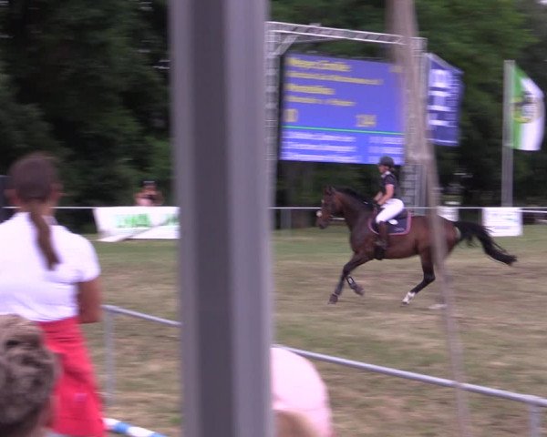 Reitturnier Niederwerbig 2021