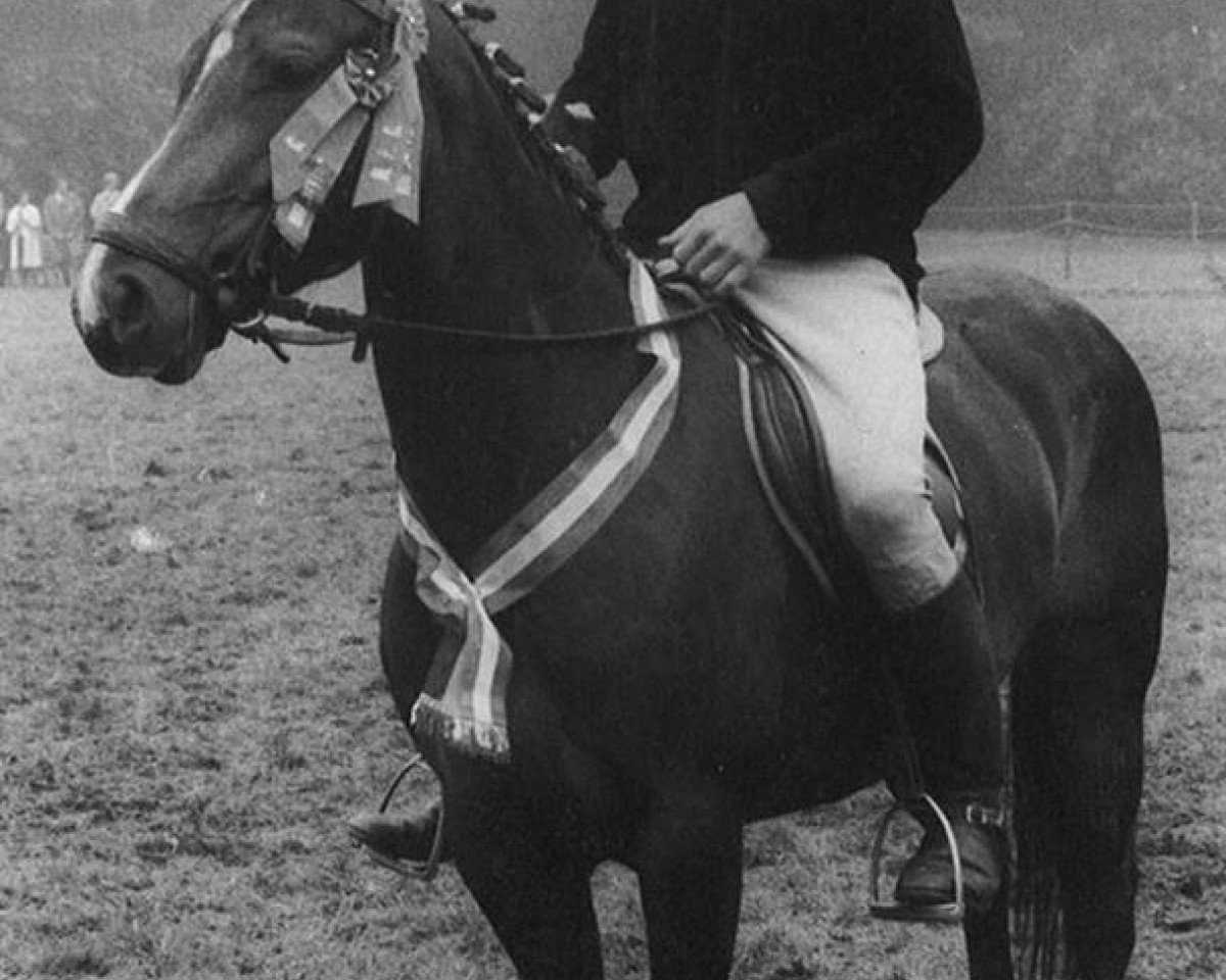 horse Silverlea Brown Sugar (New Forest Pony, 1963, from Hightown Streak)