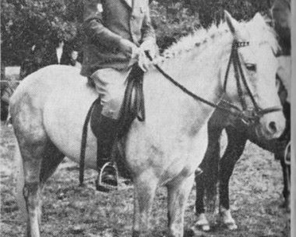 Zuchtstute Grey Skies (New-Forest-Pony, 1958, von Forest Horse)