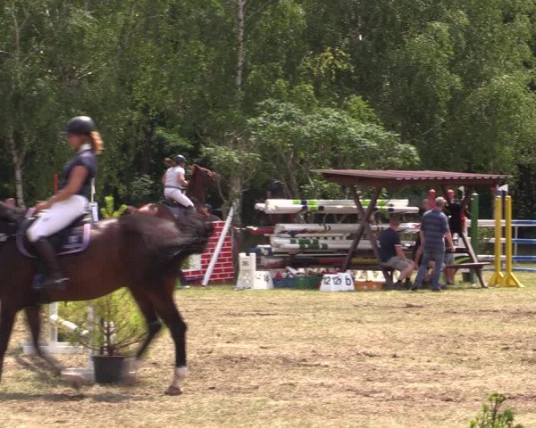 Reitturnier Niederwerbig 2021