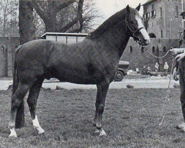stallion Silverlea Golden Guinea (New Forest Pony, 1971, from Silverlea Ringo Star) stallion Silverlea Golden Guinea (New Forest Pony, 1971, from Silverlea Ringo Star)