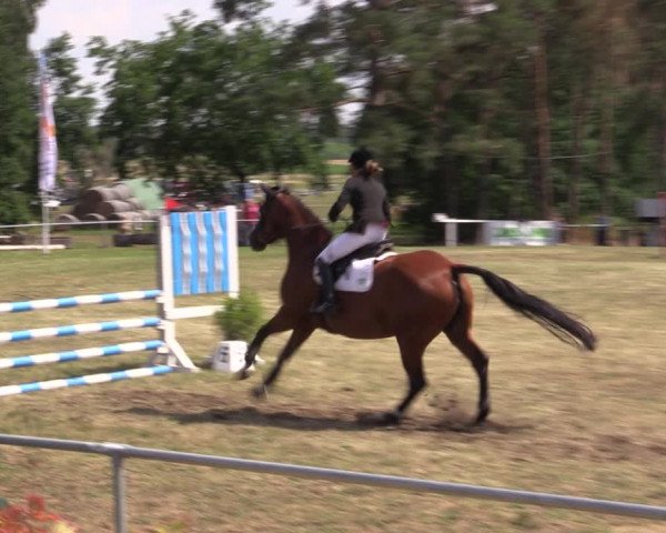 Reitturnier Niederwerbig 2021