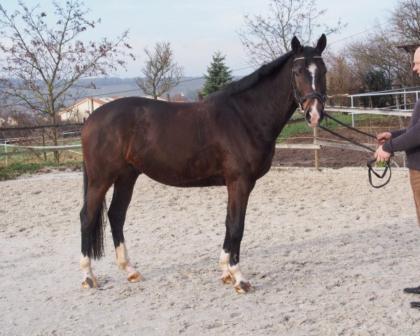 horse Spezial Boy (Rhinelander, 2009, from Spielberg)