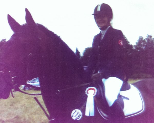 Deckhengst Challenger (Sachse, 1995, von Calypso II)