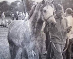 Deckhengst Slieve Dara (Connemara-Pony, 1962, von Mac Dara)