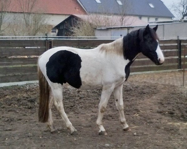 dressage horse Calypso (Pinto / Hunter, 2012, from Crocodile Dundee 7)