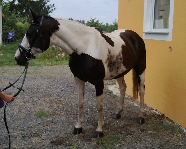 broodmare Sidney (Pinto / Hunter, 2004, from Unbekannt Pinto)