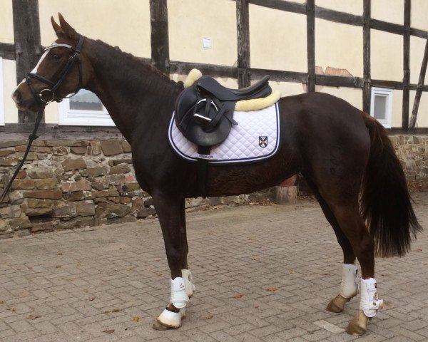 horse Narina (German Riding Pony, 2011, from Nadir vom Splitting WE)
